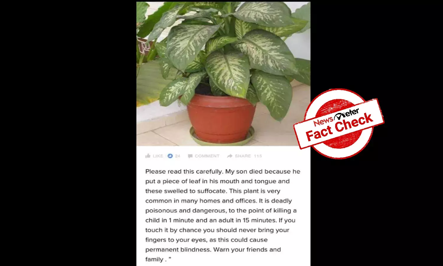 Can Dieffenbachia plant cause death or blindness?