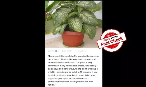 Can Dieffenbachia plant cause death or blindness?