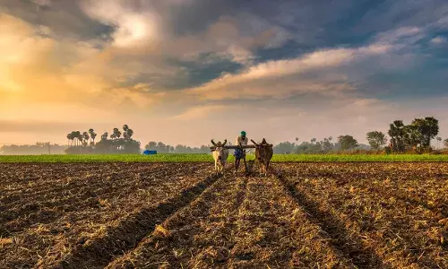 Pay crop loss compensation to Adilabad farmers in 3 mnths: HC to Centre, state