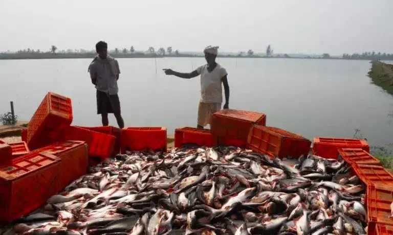Shrimps to  cuttlefish: Andhra Pradesh seafood exports increase by over 12%