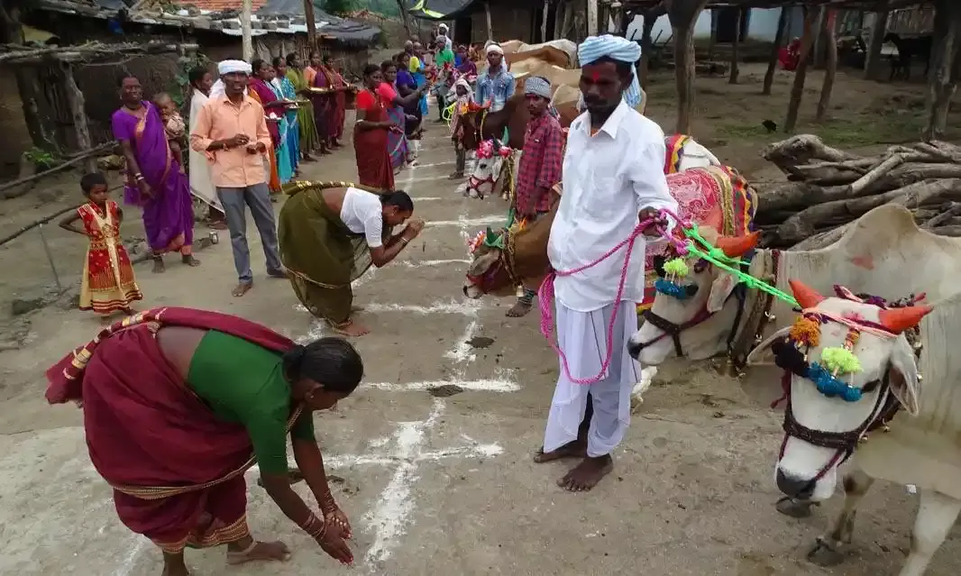 Adilabad: Come, join colorful animal Pola festival that binds diverse people culturally