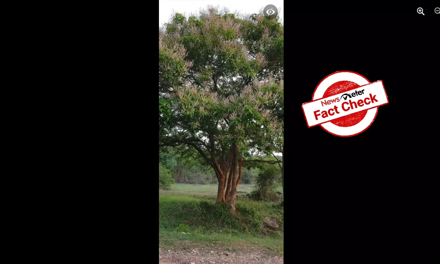 Viral photo of worlds tallest tulsi tree is fake