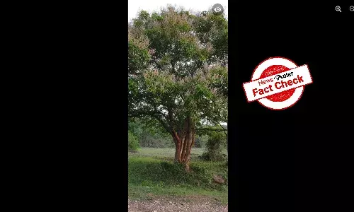 Viral photo of worlds tallest tulsi tree is fake