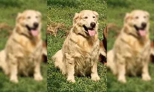 Rest in peace: Vizianagaram police pay tributes to sniffer dog Daina