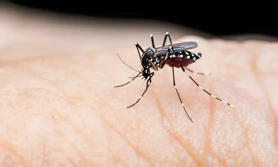 TS gears up to tackle dengue as cases rise