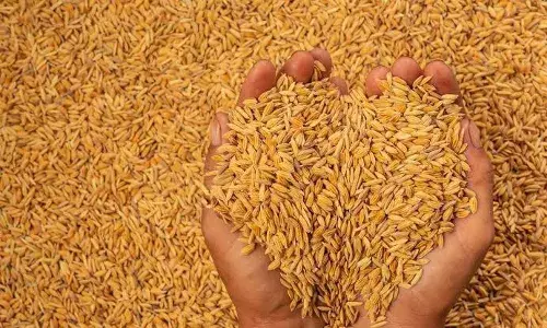 Millers role reduced in paddy procurement to benefit farmers: Jagan