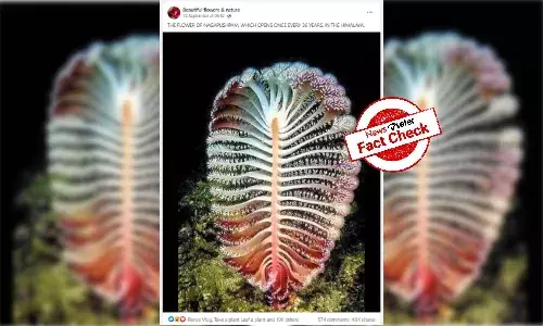The truth about rare Nagapushpa flower that blooms once in 36 yrs