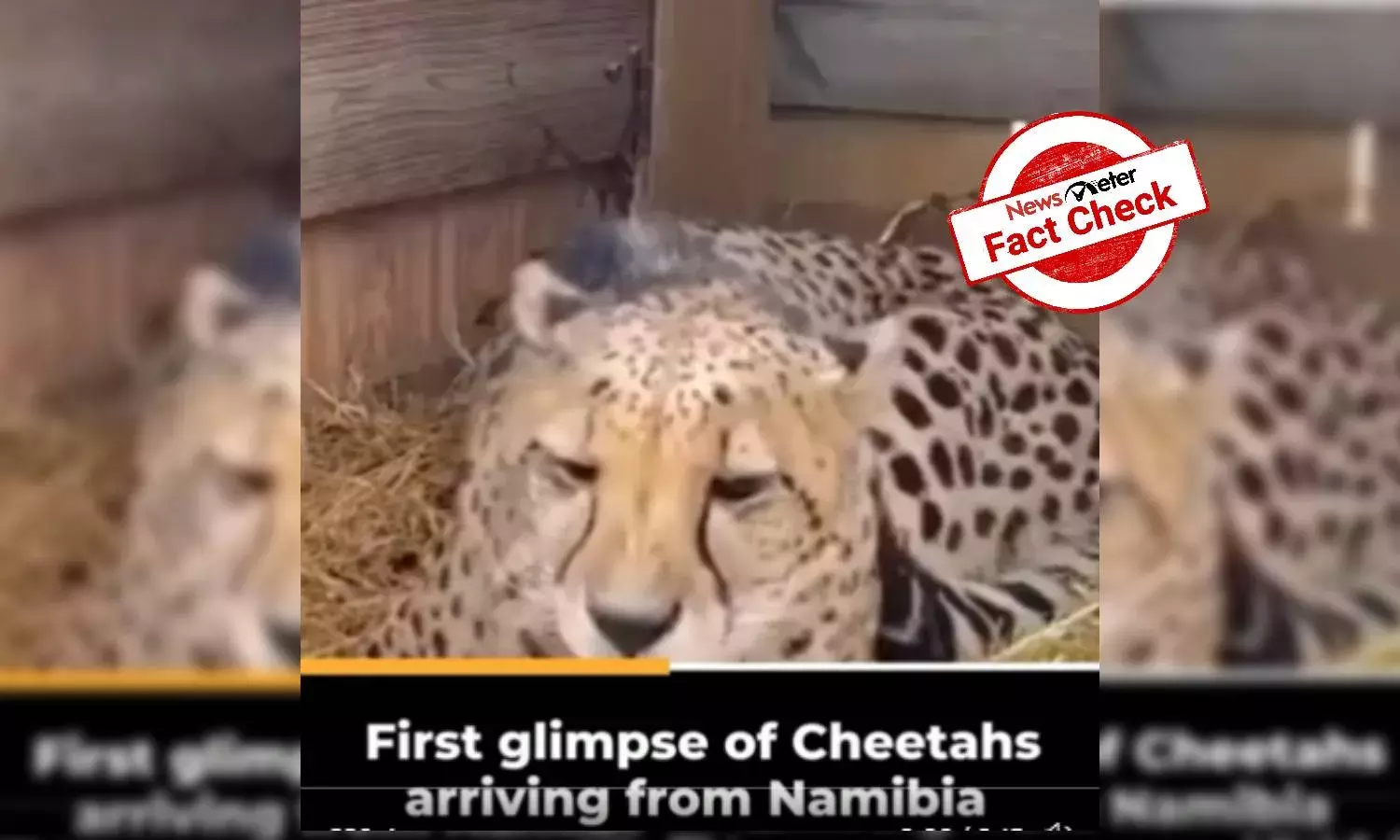 Is this the first look video of cheetahs brought from Namibia to India?