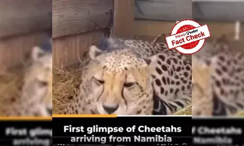 Is this the first look video of cheetahs brought from Namibia to India?