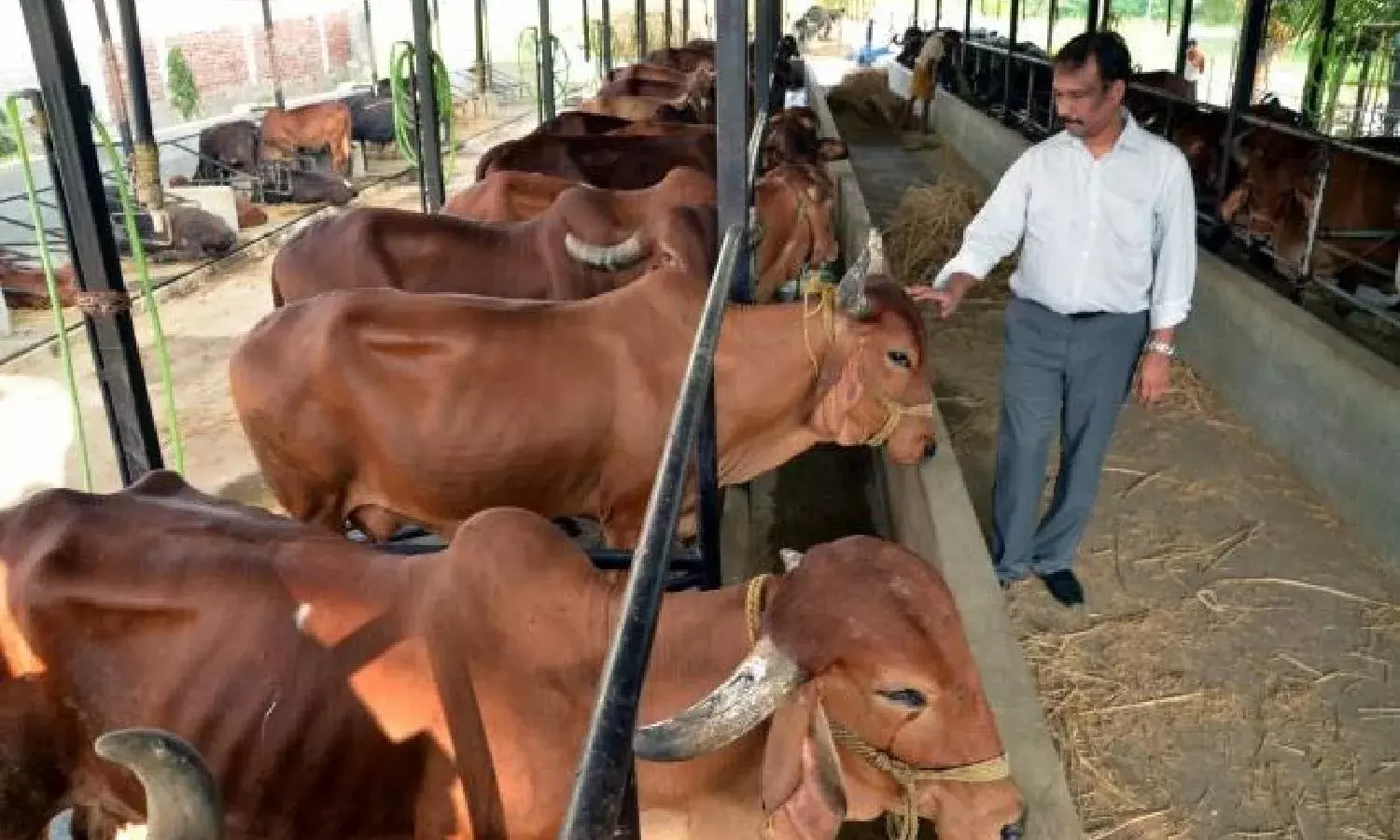 Jagan instructs officials to promote organic milk, strengthen vet services