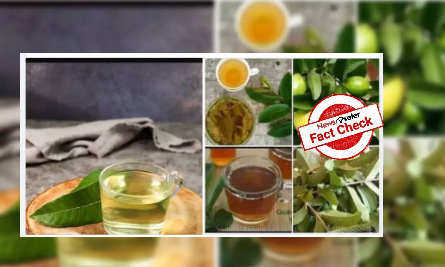 Can Guava leaf extract cure infertility?