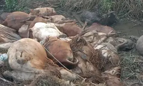 Vizianagaram: 26 cows killed in road accident; beef demand spur cattle smuggling