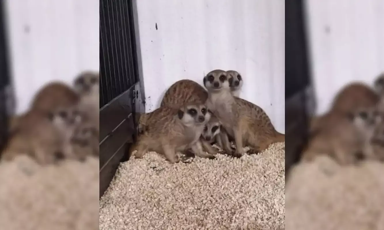 Hyderabad Zoo @ 60: Meerkats, white-eared marmoset released; Asiatic lion population reaches 12