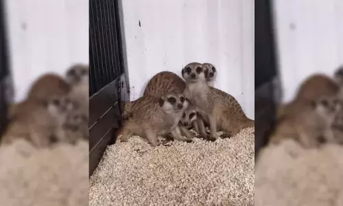 Hyderabad Zoo @ 60: Meerkats, white-eared marmoset released; Asiatic lion population reaches 12