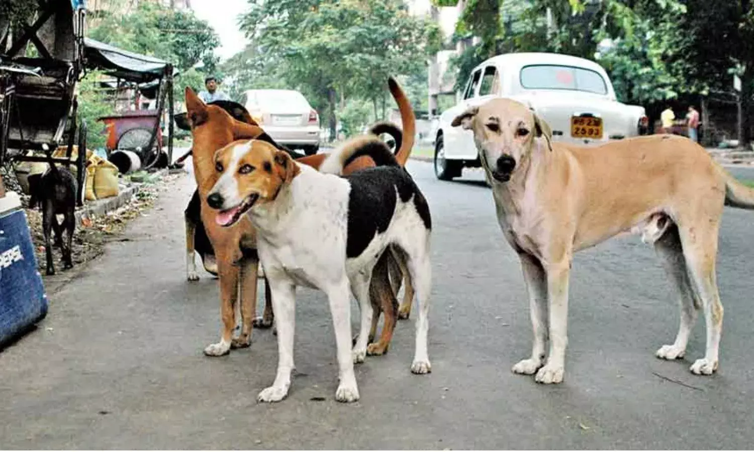 Dog deaths: Case registered after Elurus Chebrole Panchayat poisons 18 canines