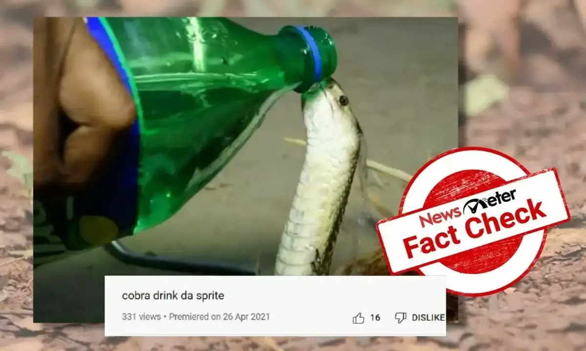 Is this king cobra drinking Sprite in the viral video?