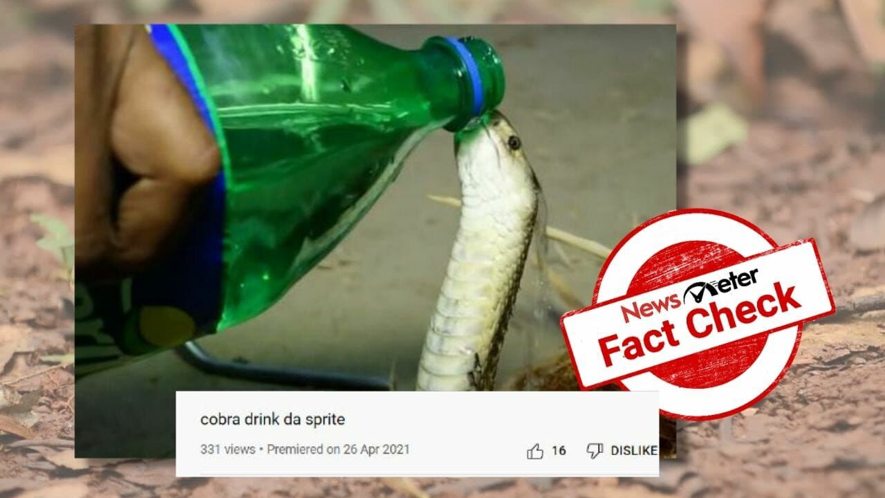 Viral Video: Thirsty Cobra Drinks Water From A Glass, Internet Stunned