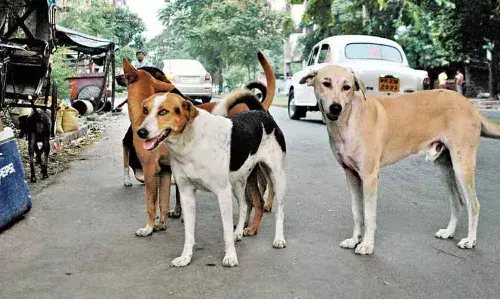 Dog deaths: Case registered after Elurus Chebrole Panchayat poisons 18 canines