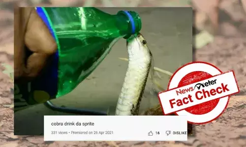 Is this king cobra drinking Sprite in the viral video?