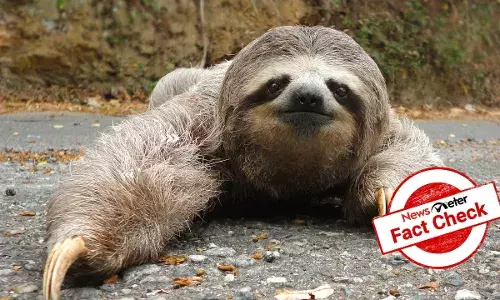 Is that a river monster?