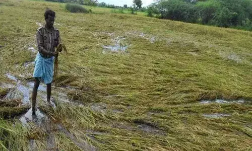 HC orders Adilabad collector to enumerate crop loss; says no need for govt approval