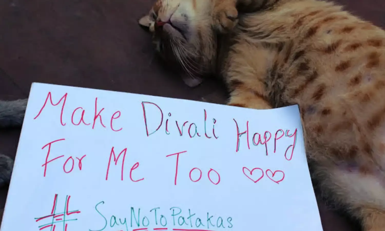 This Diwali, be responsible, think of the animals