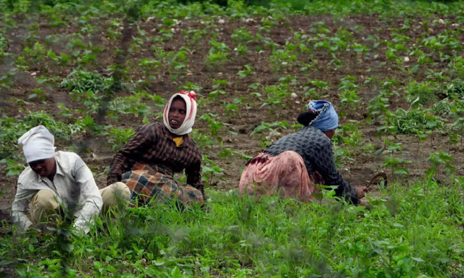 Rythu Bandhu or Fasal Beema Yojana: Is Maha or TS a savior of farmers?