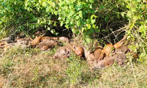 Andhra: 45 monkeys found dead in Srikakulam, poisoning suspected