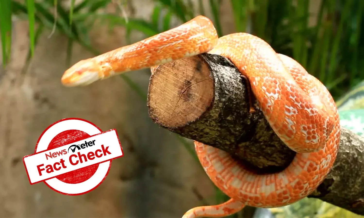 Is cashew tree bark an antidote for snake venom?