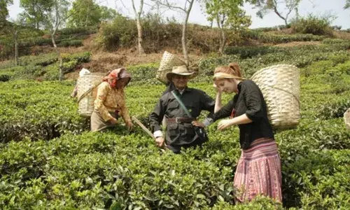 Stay in hut, till the land: Come experience rural life at RARS- promoted Agri-tourism facility in Chintapalle