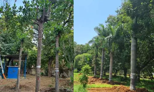 TS govt clarifies trees near Hussain Sagar translocated to make way for Formula-E track