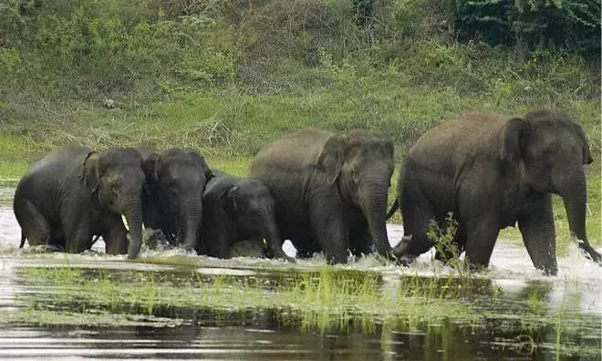 Farmer trampled to death by elephant in Komarada; 8th such incident so far