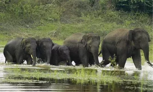 Farmer trampled to death by elephant in Komarada; 8th such incident so far