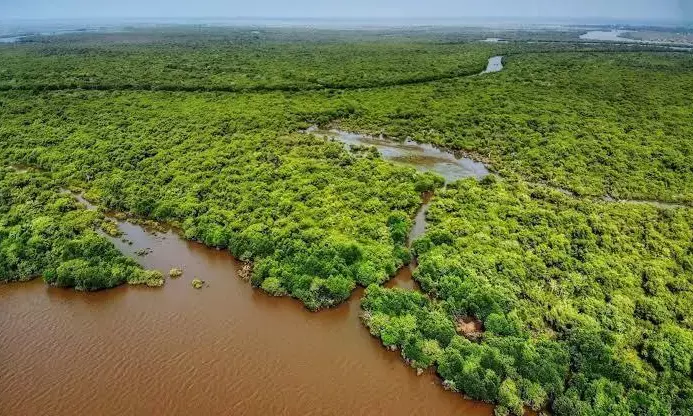 Damage to mangroves: AP govt fined Rs 5 Cr; NGT bans land conversion