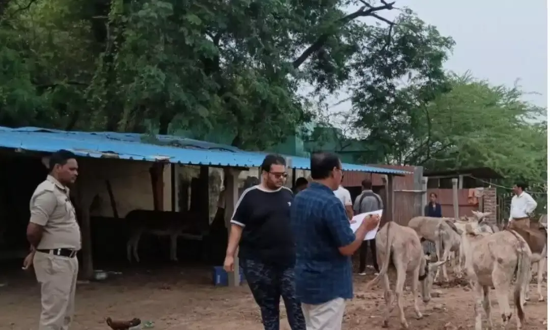 100 kg of donkey meat, 16 live donkeys seized from illegal slaughterhouse in Bapatla