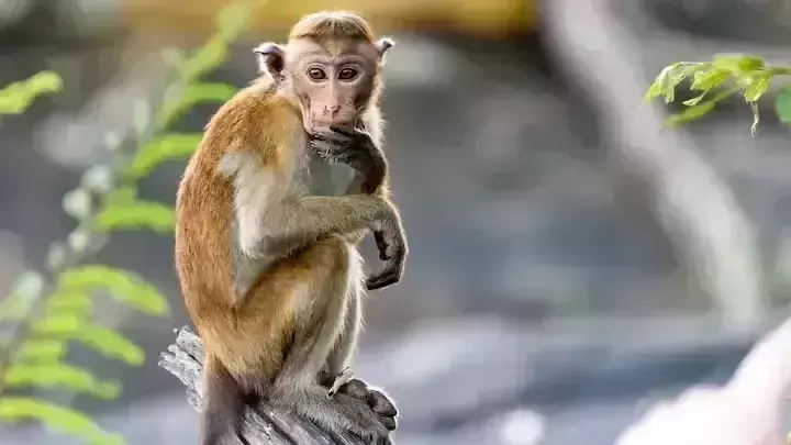 Srikakulam monkey deaths: Postmortem report confirms assault; no arrests yet
