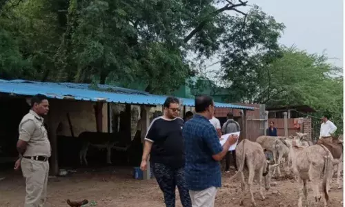 100 kg of donkey meat, 16 live donkeys seized from illegal slaughterhouse in Bapatla