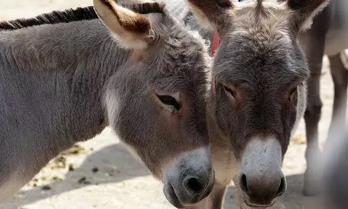 Not-so donkey friendly: PETA seizes 500 kg donkey meat, 36 live donkeys from slaughterhouse in Prakasam