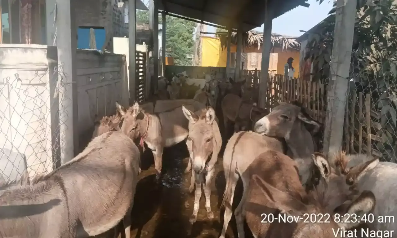 Explained: Why illegal donkey slaughter rackets are on the rise in AP