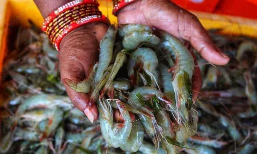 Soaring diesel prices, low prawn rates puts AP fishing trade in troubled waters