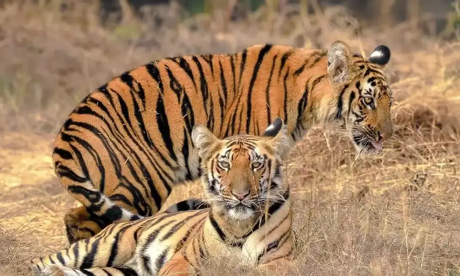 Tiger Zinda Hai: Maharashtras Karan meets soulmate in Telanganas Nirmal