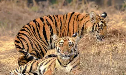 Tiger Zinda Hai: Maharashtras Karan meets soulmate in Telanganas Nirmal