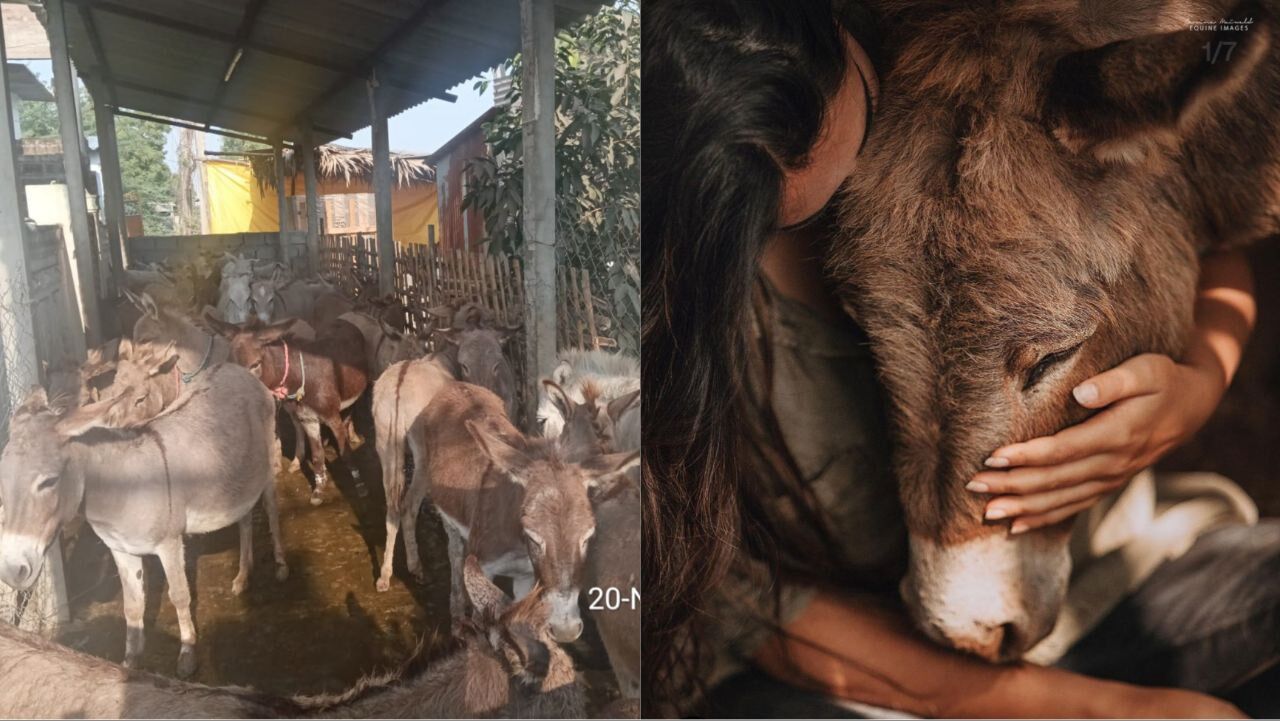 To greener pastures: Donkeys rescued from slaughter in AP find new homes To greener pastures: Donkeys rescued from slaughter in AP find new homes