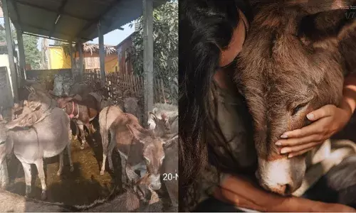 To greener pastures: Donkeys rescued from slaughter in AP find new homes