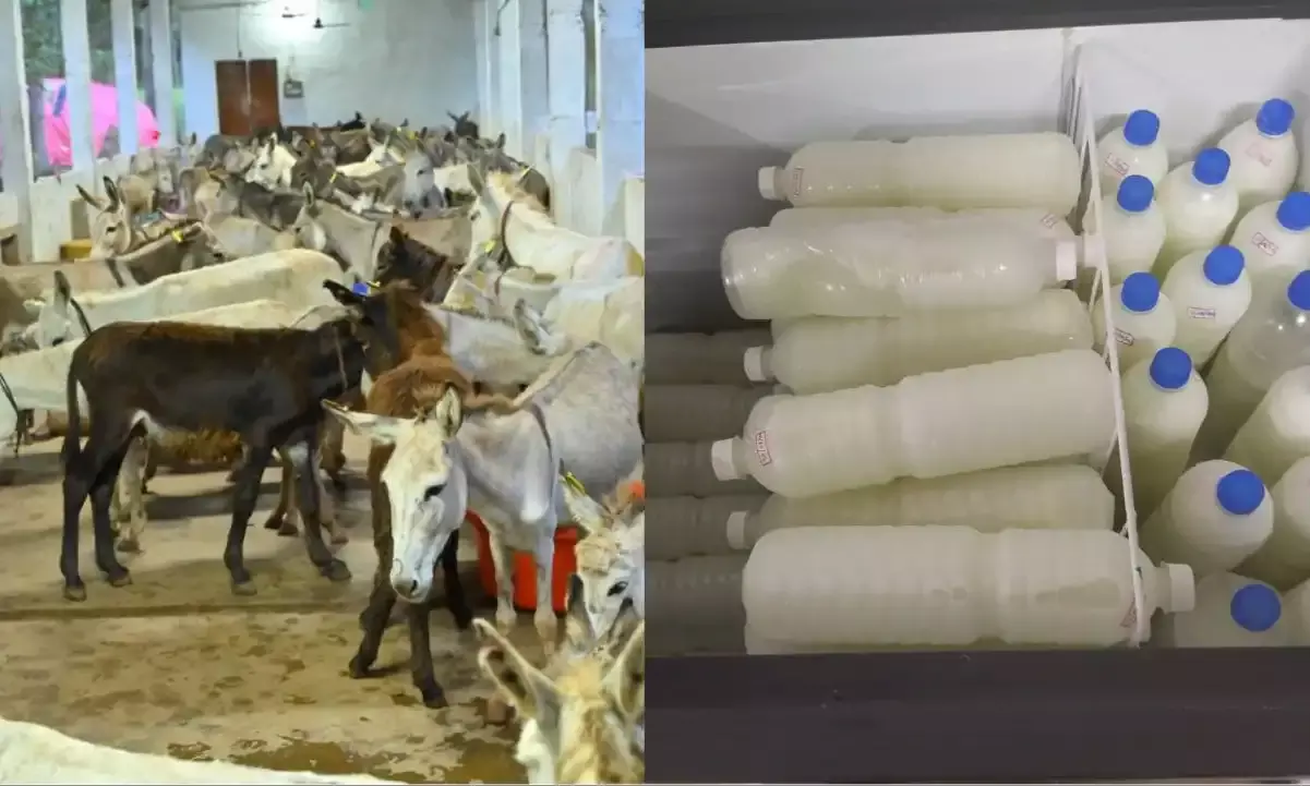 Glow and lovely: 3 techies set up first donkey farm in Andhra to supply milk to cosmetic industry