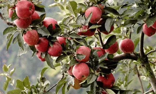 Heartbreak: Chintapalle apple cultivation comes a cropper; weather, soil not conducive