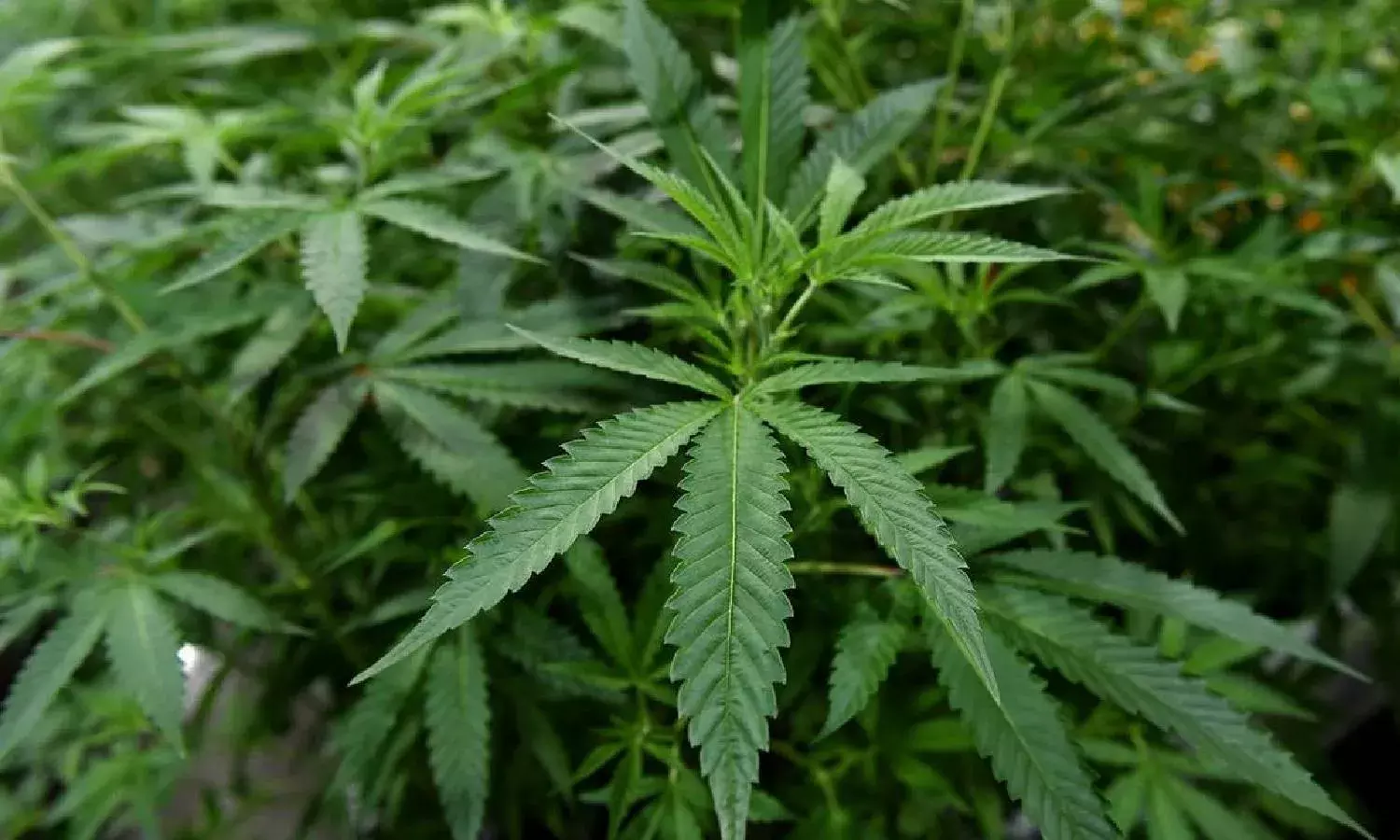 Ganja at birthday party: 3 students arrested in Hayathnagar, 50 gms ganja seized