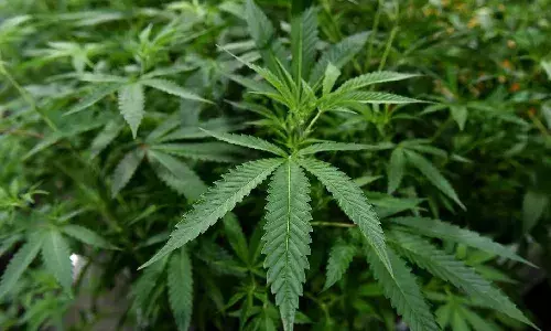 Ganja at birthday party: 3 students arrested in Hayathnagar, 50 gms ganja seized
