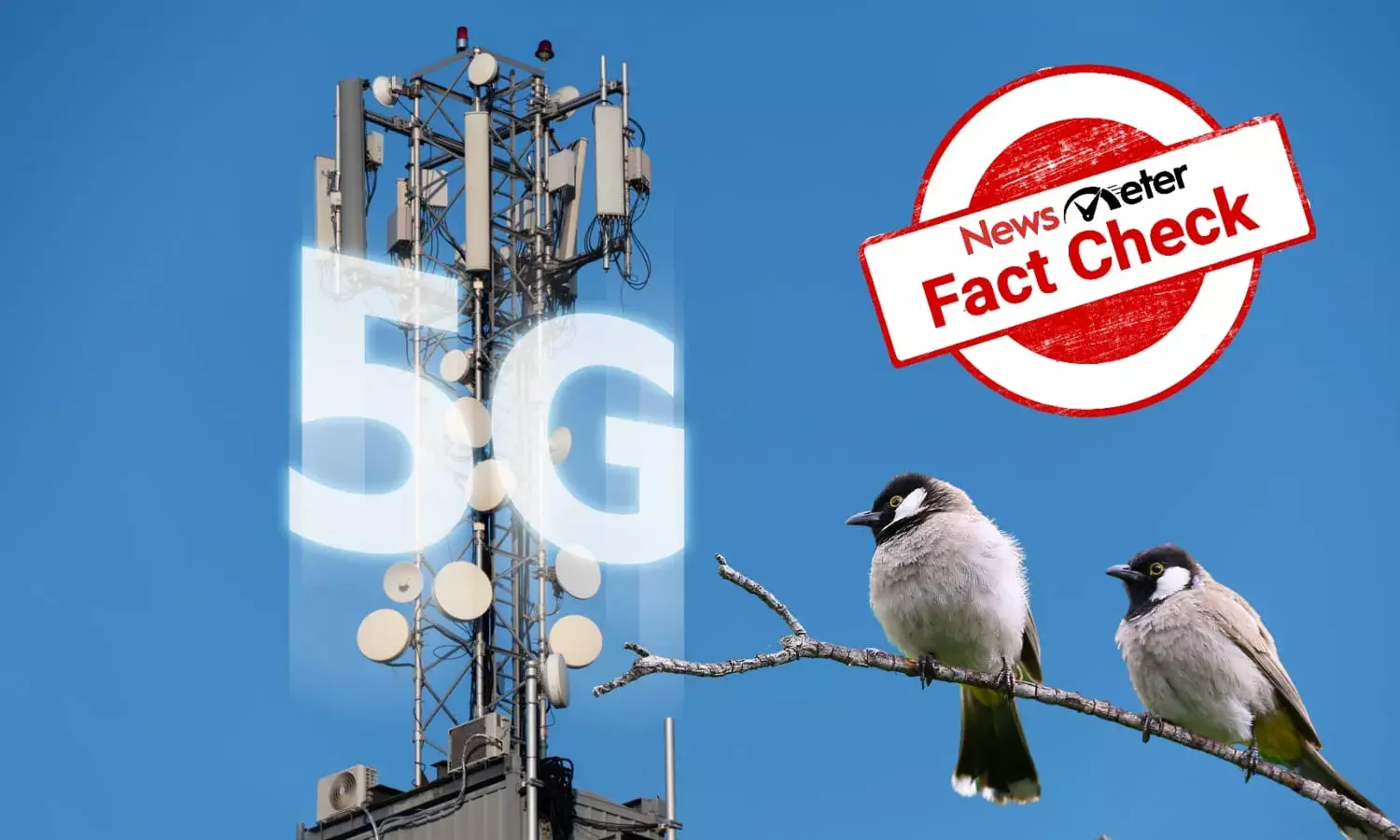 Is 5G network killing birds in India? Heres the truth