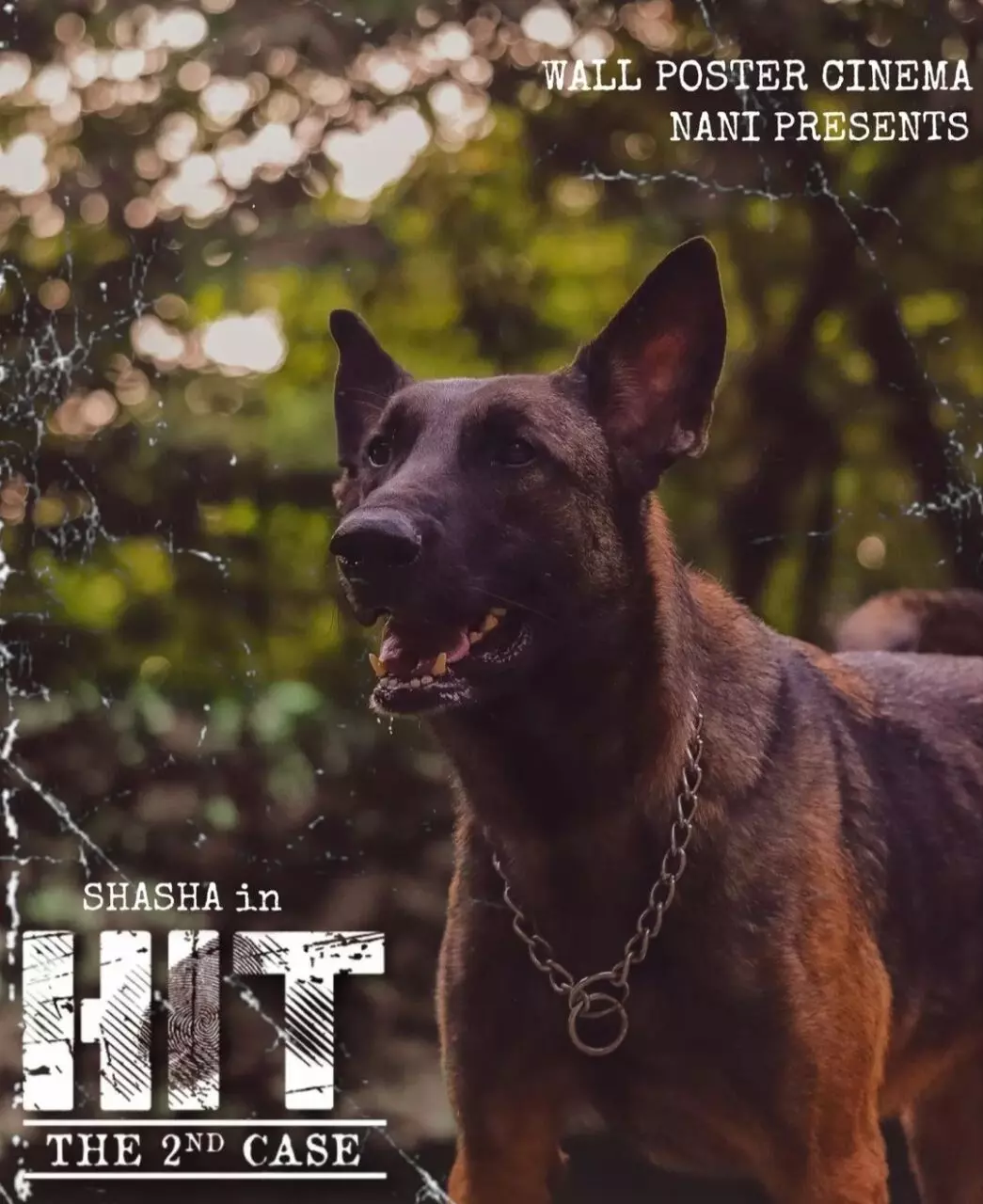 Meet Max aka Sasha a Belgian Malinois dog that attained stardom